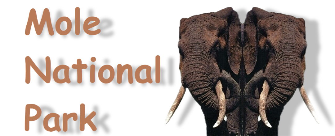 Mole National Park wildlive and heritage tours, Upper west region and Larabanga tours